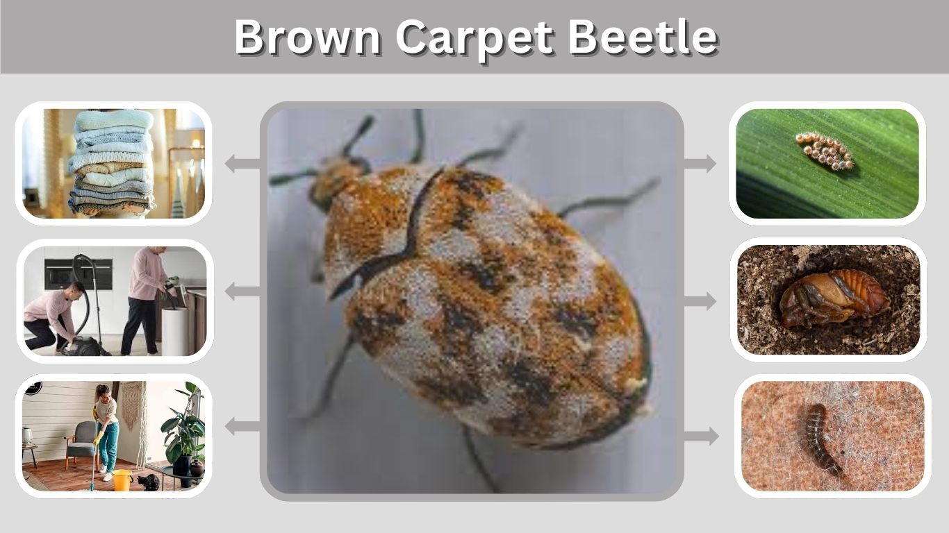 Brown Carpet Beetle: Identification, Damage, and Control