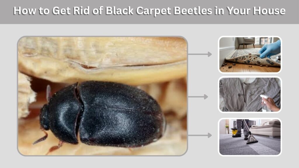 How to Get Rid of Black Carpet Beetles in Your House