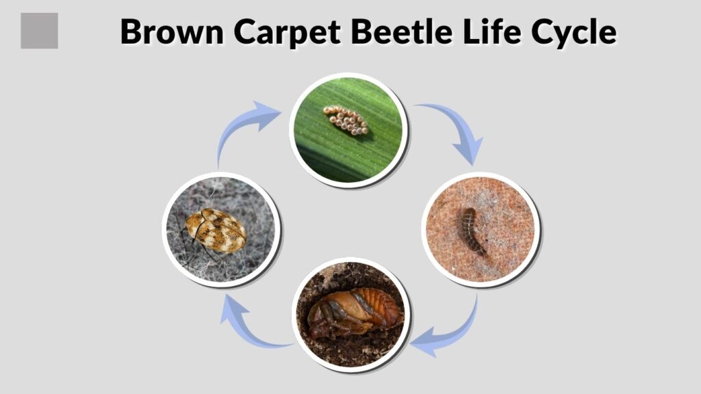 Brown Carpet Beetle Life Cycle
