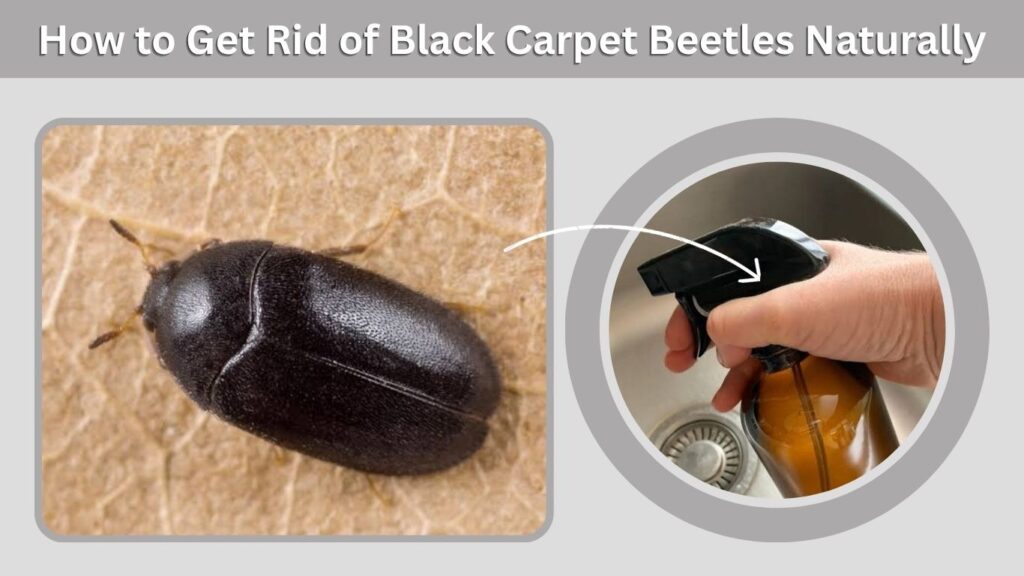 How to Get Rid of Black Carpet Beetles Naturally