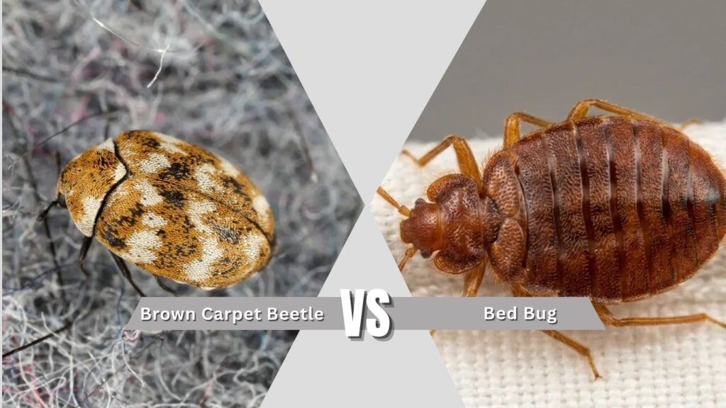 Brown Carpet Beetle vs. Bed Bug