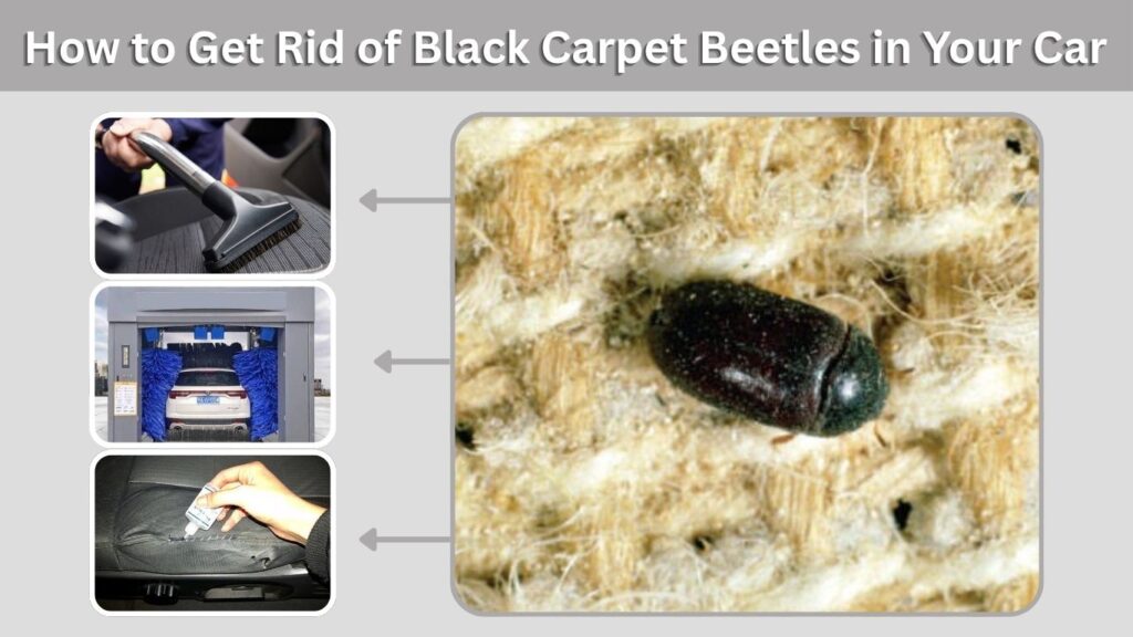 How to Get Rid of Black Carpet Beetles in Your Car