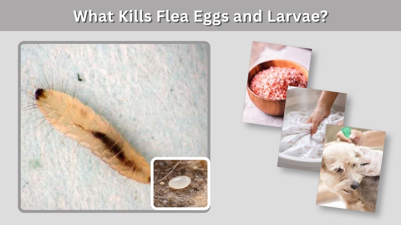 What Kills Flea Eggs and Larvae? Effective Methods