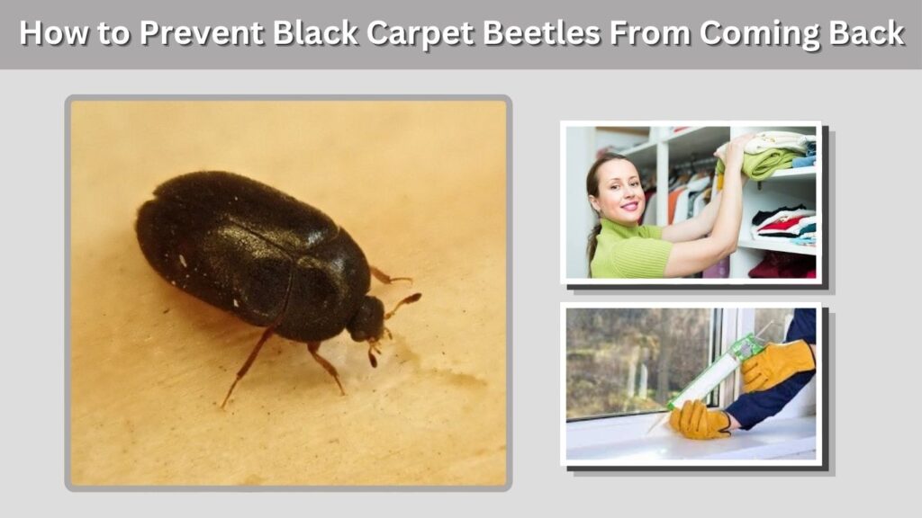 How to Prevent Black Carpet Beetles From Coming Back