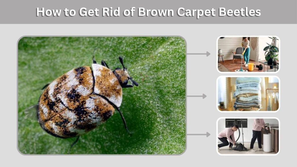 How to Prevent Brown Carpet Beetles