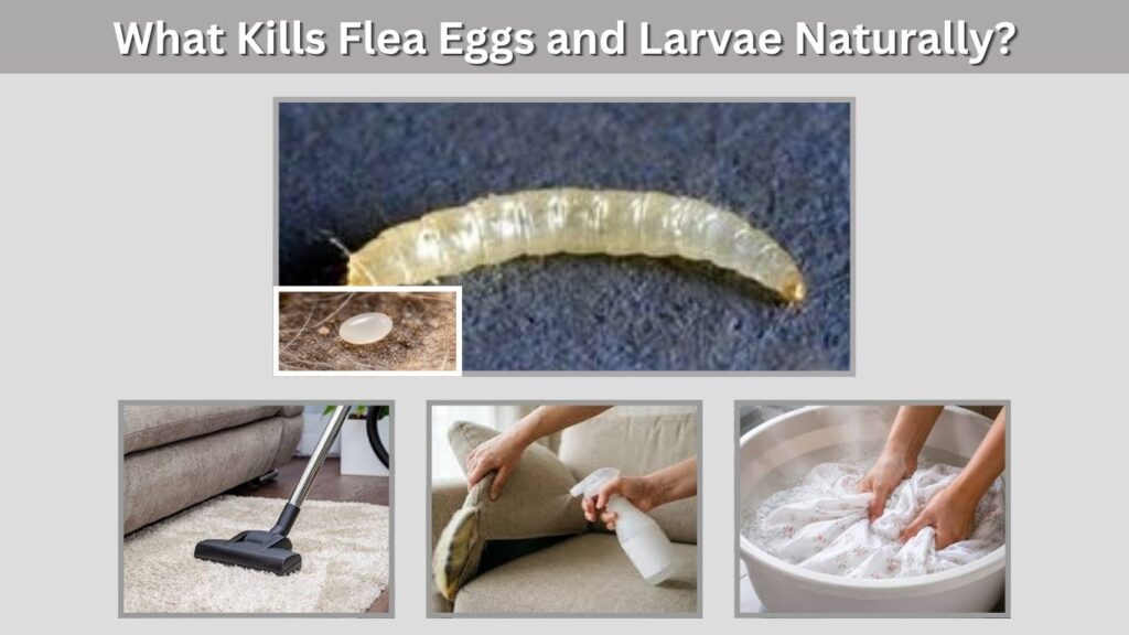 What Kills Flea Eggs and Larvae Naturally?
