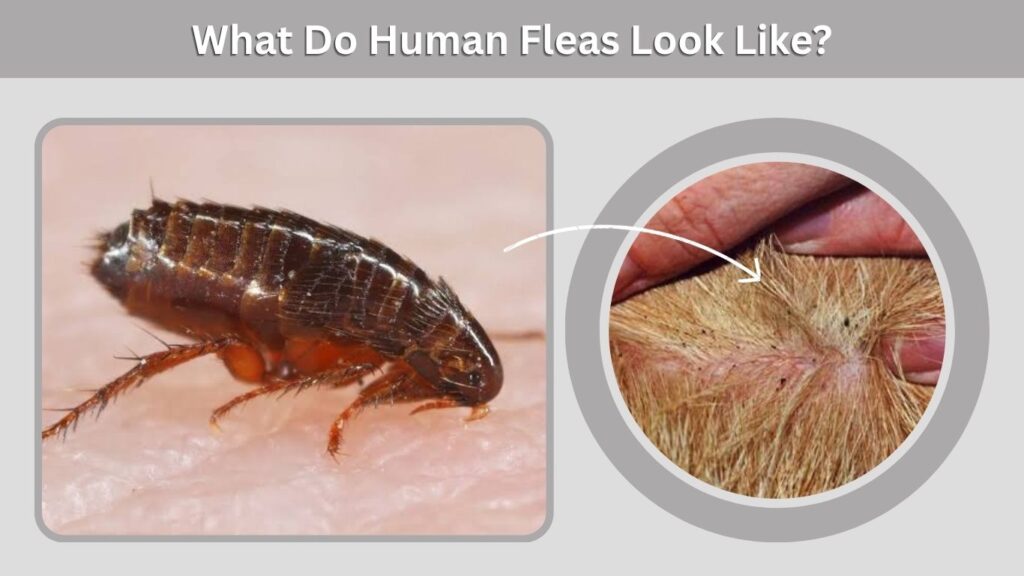 What Do Human Fleas Look Like?