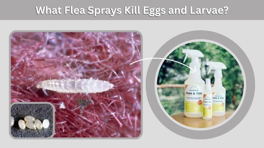 What Flea Sprays Kill Eggs and Larvae?