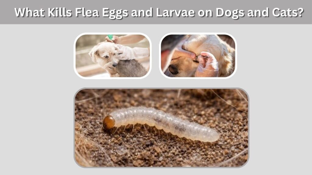 What Kills Flea Eggs and Larvae on Dogs and Cats?
