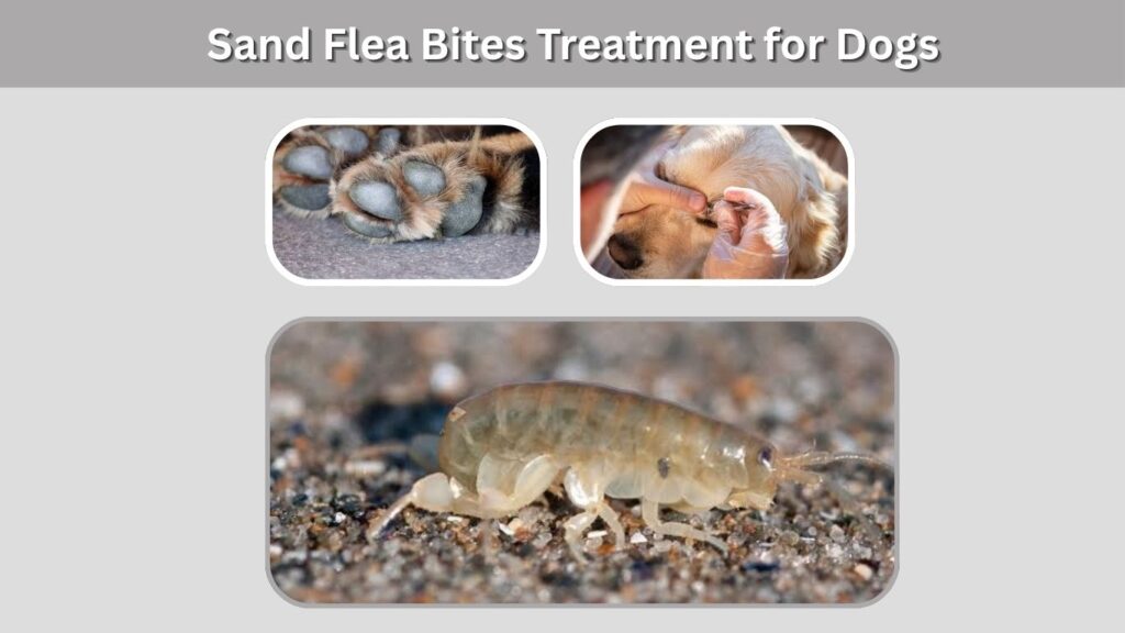 Sand Flea Bites Treatment for Dogs