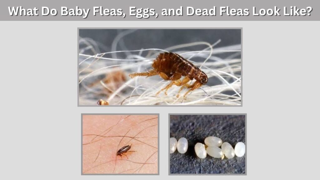 What Do Baby Fleas, Eggs, and Dead Fleas Look Like?