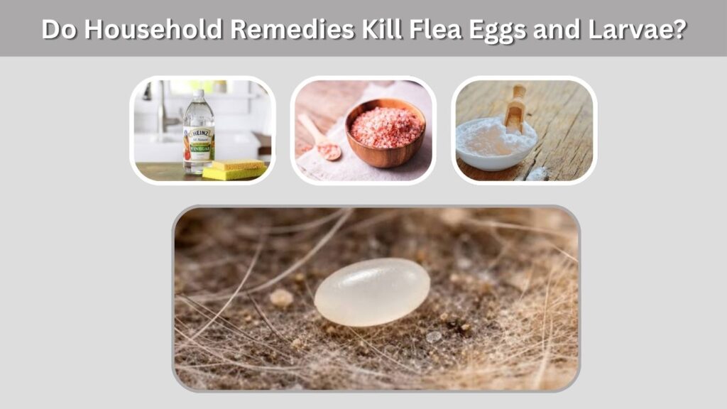 Do Household Remedies Kill Flea Eggs and Larvae?