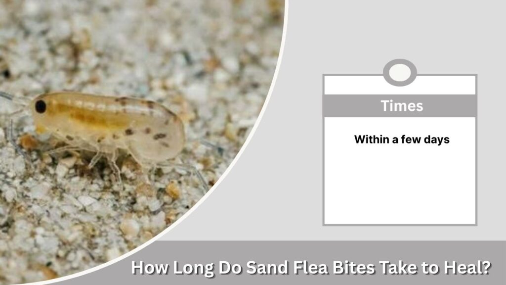 How Long Do Sand Flea Bites Take to Heal?