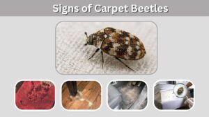 Signs of Carpet Beetles: 7 Warning Signs to Look For