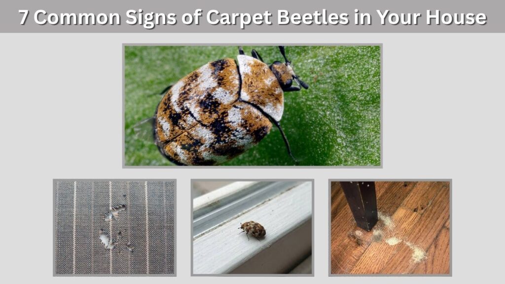 7 Common Signs of Carpet Beetles in Your House