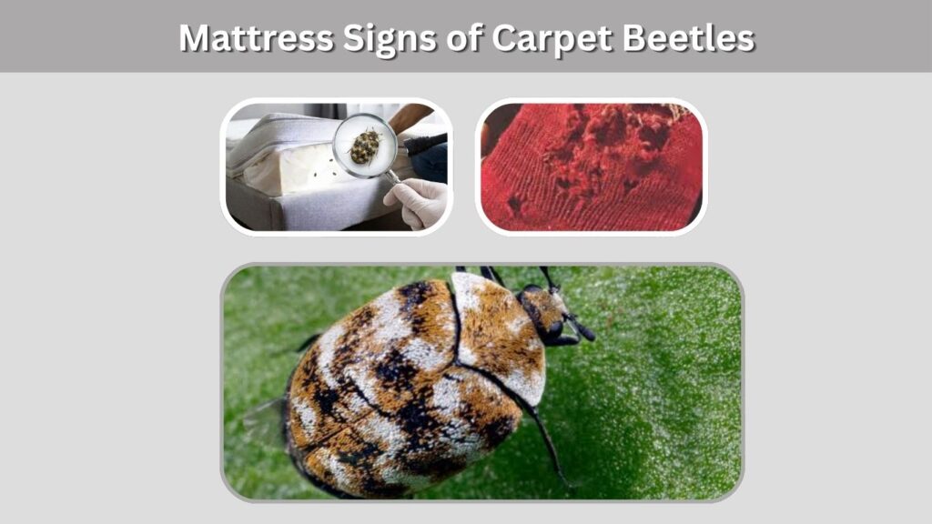 Mattress Signs of Carpet Beetles