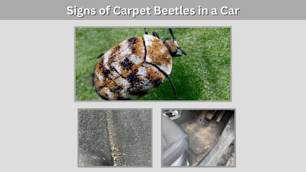 Signs of Carpet Beetles in a Car