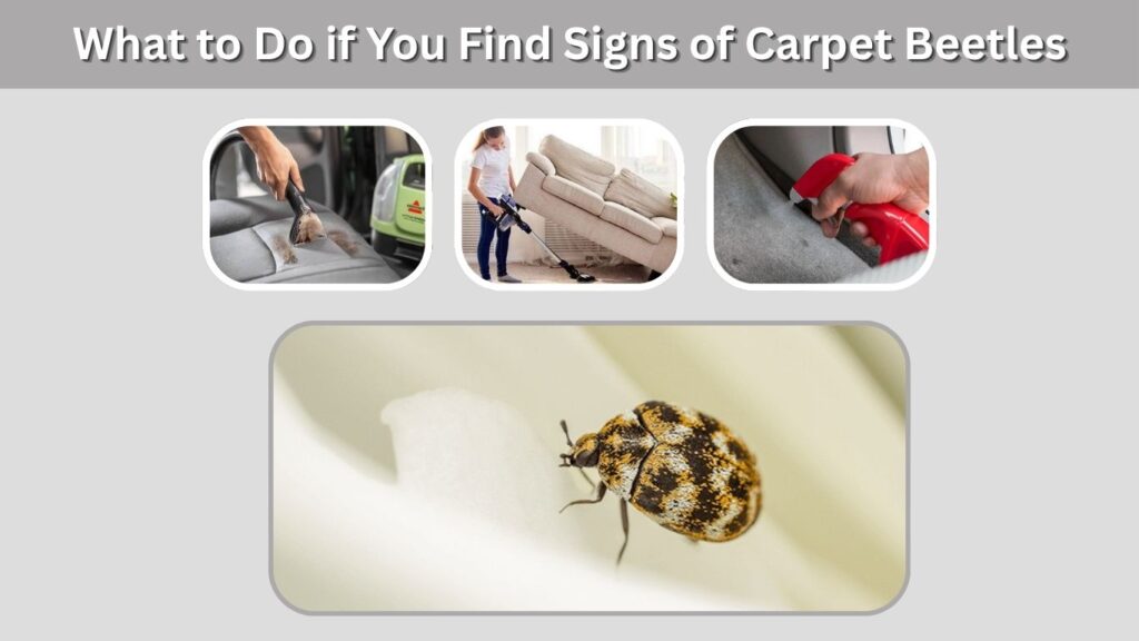 What to Do if You Find Signs of Carpet Beetles