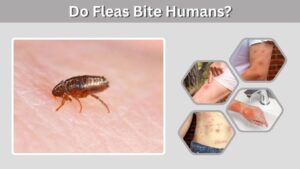 Do Fleas Bite Humans? Symptoms, Causes & Treatment