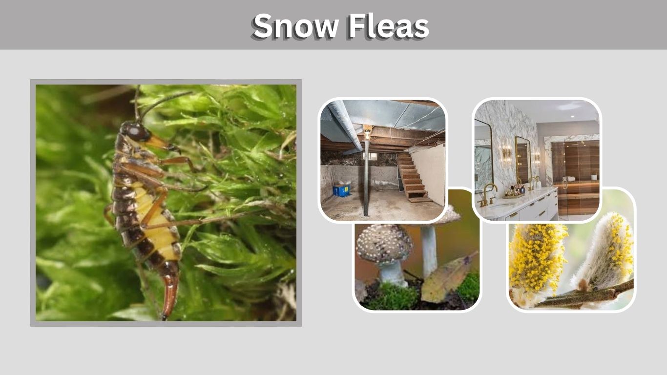 Snow Fleas: Identification, Bites, Habitat, and How to Get Rid of Them
