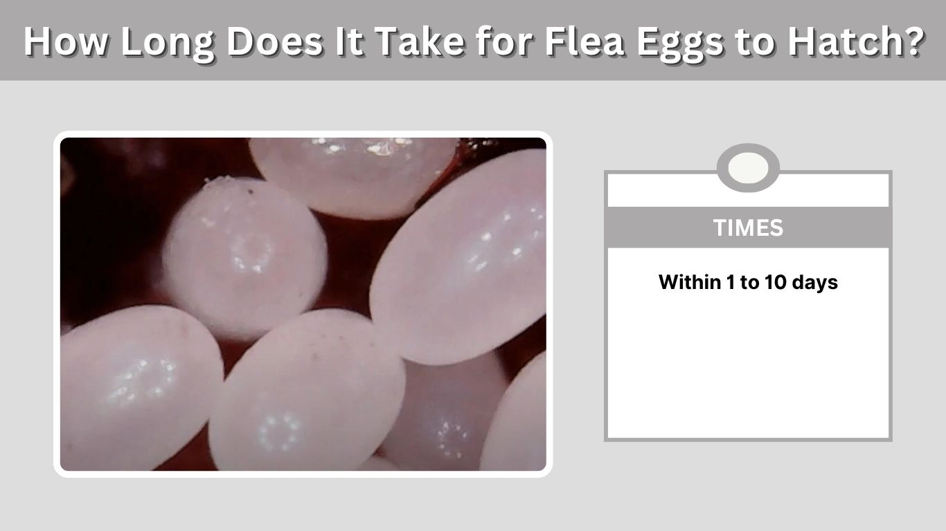 How Long Does It Take for Flea Eggs to Hatch? Complete Guide