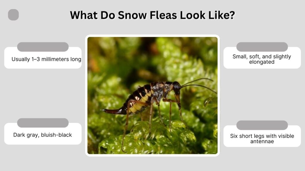 What Do Snow Fleas Look Like?