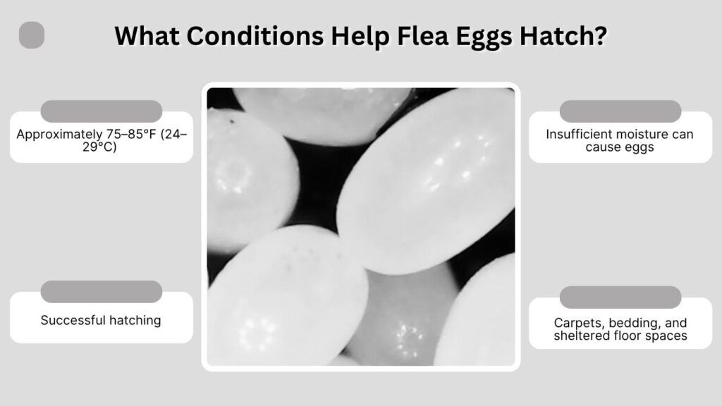 What Conditions Help Flea Eggs Hatch?