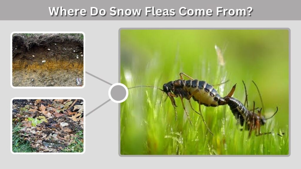 Where Do Snow Fleas Come From?
