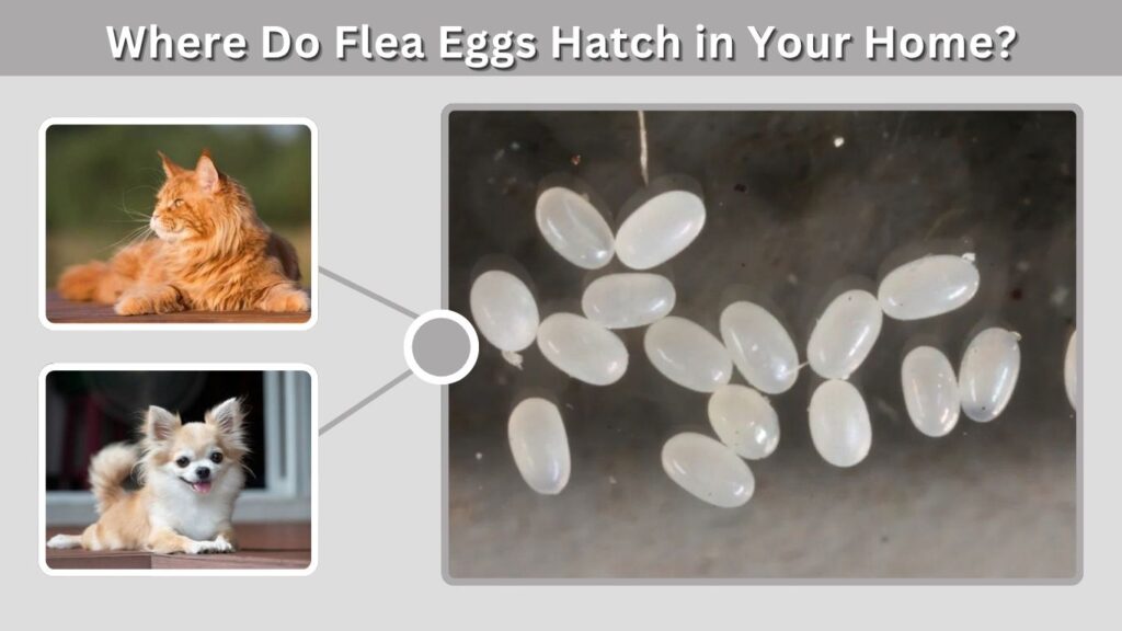 Where Do Flea Eggs Hatch in Your Home?