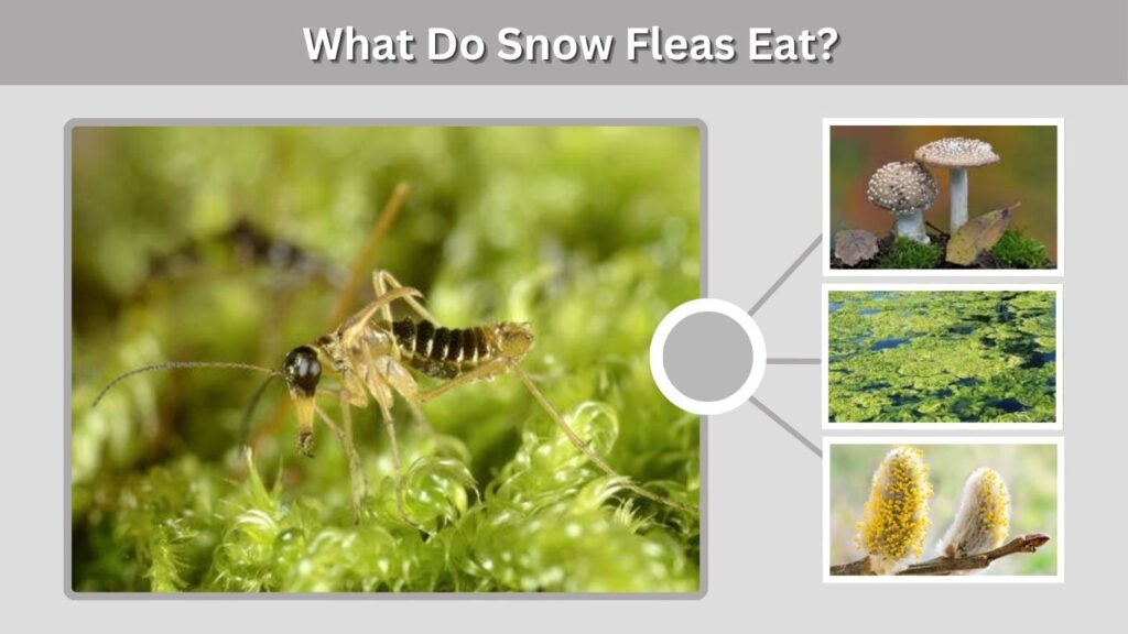 What Do Snow Fleas Eat?