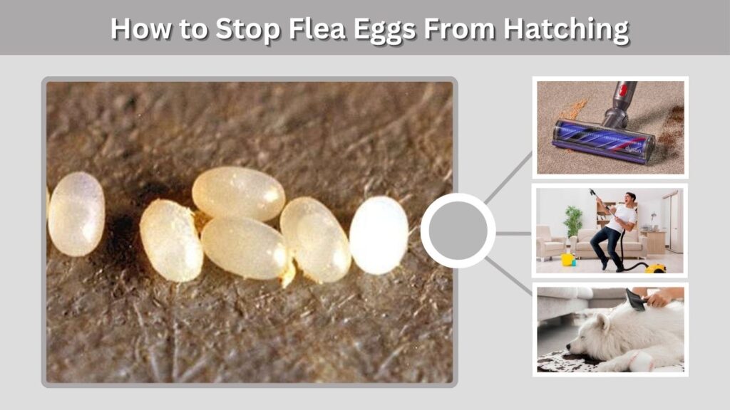 How to Stop Flea Eggs From Hatching