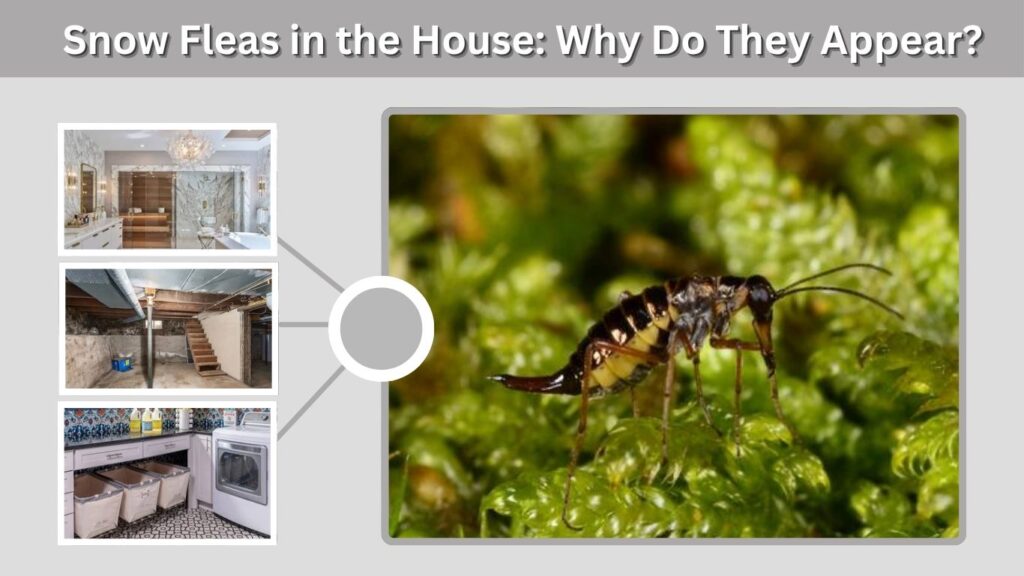 Snow Fleas in the House: Why Do They Appear?