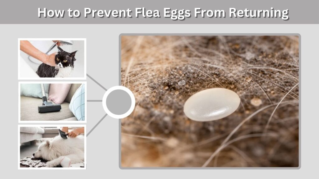 How to Prevent Flea Eggs From Returning