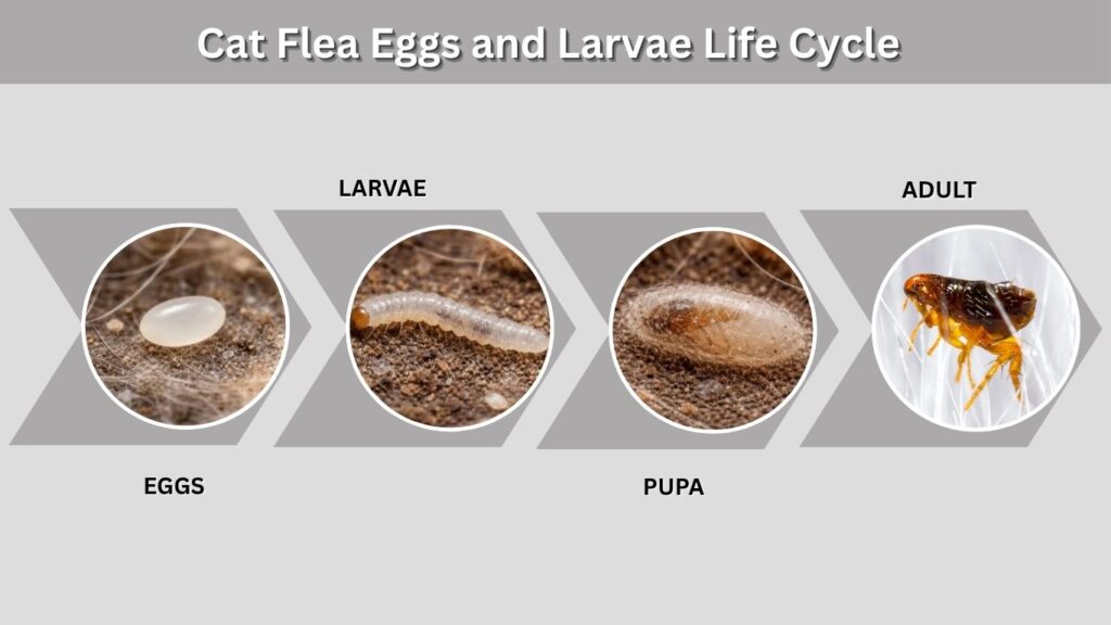 Cat Flea Eggs and Larvae Life Cycle