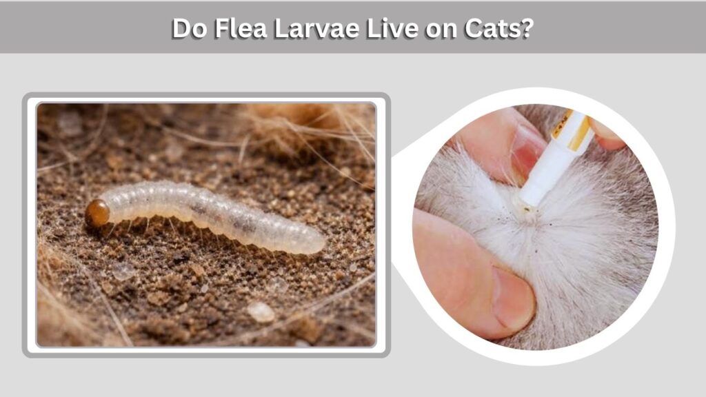 Do Flea Larvae Live on Cats?