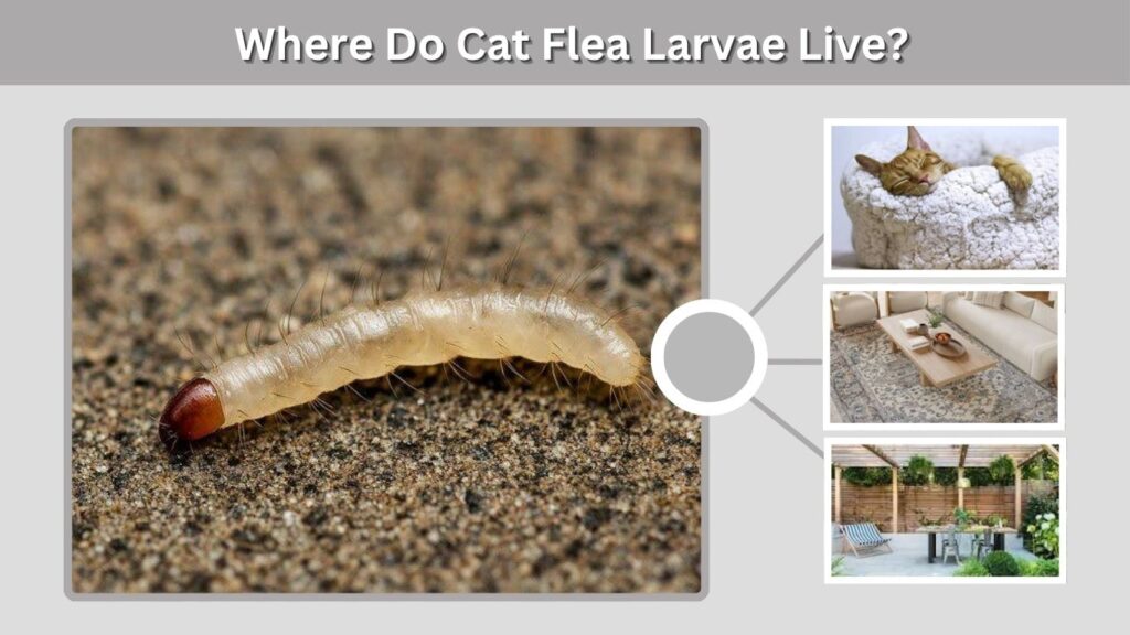 Where Do Cat Flea Larvae Live?