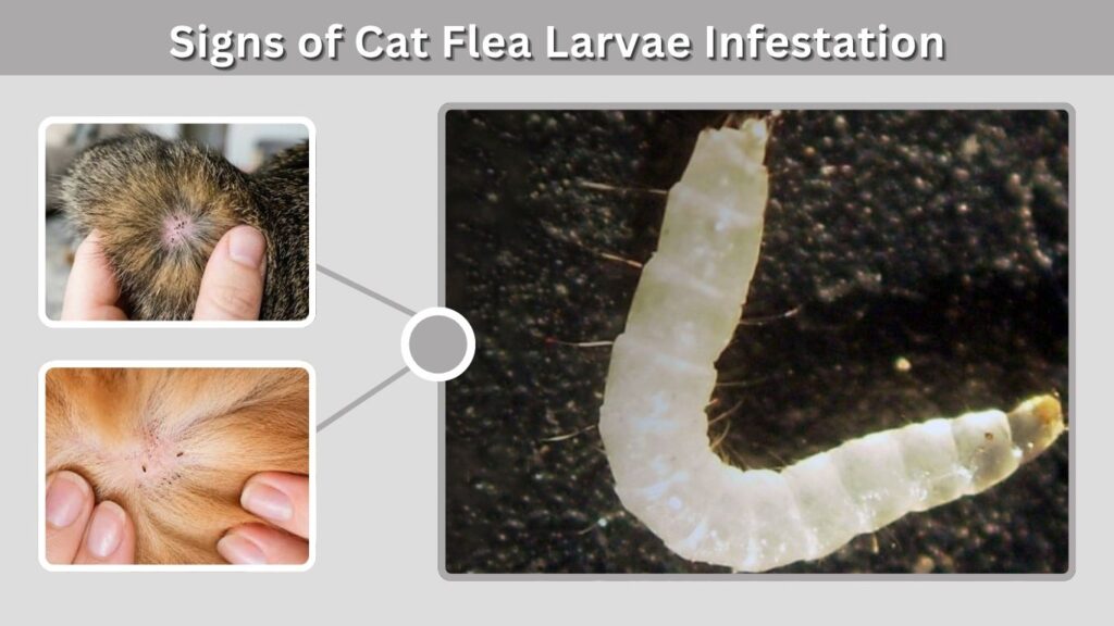 Signs of Cat Flea Larvae Infestation