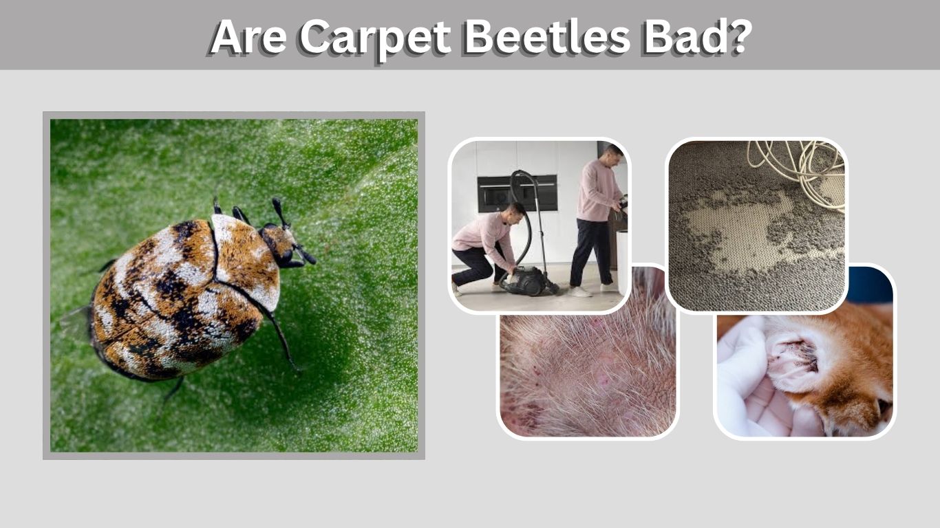 Are Carpet Beetles Bad? Risks, Damage, and How to Stop Them