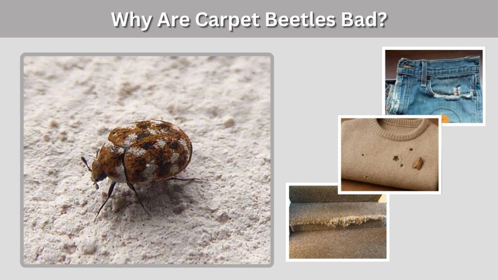 Why Are Carpet Beetles Bad?