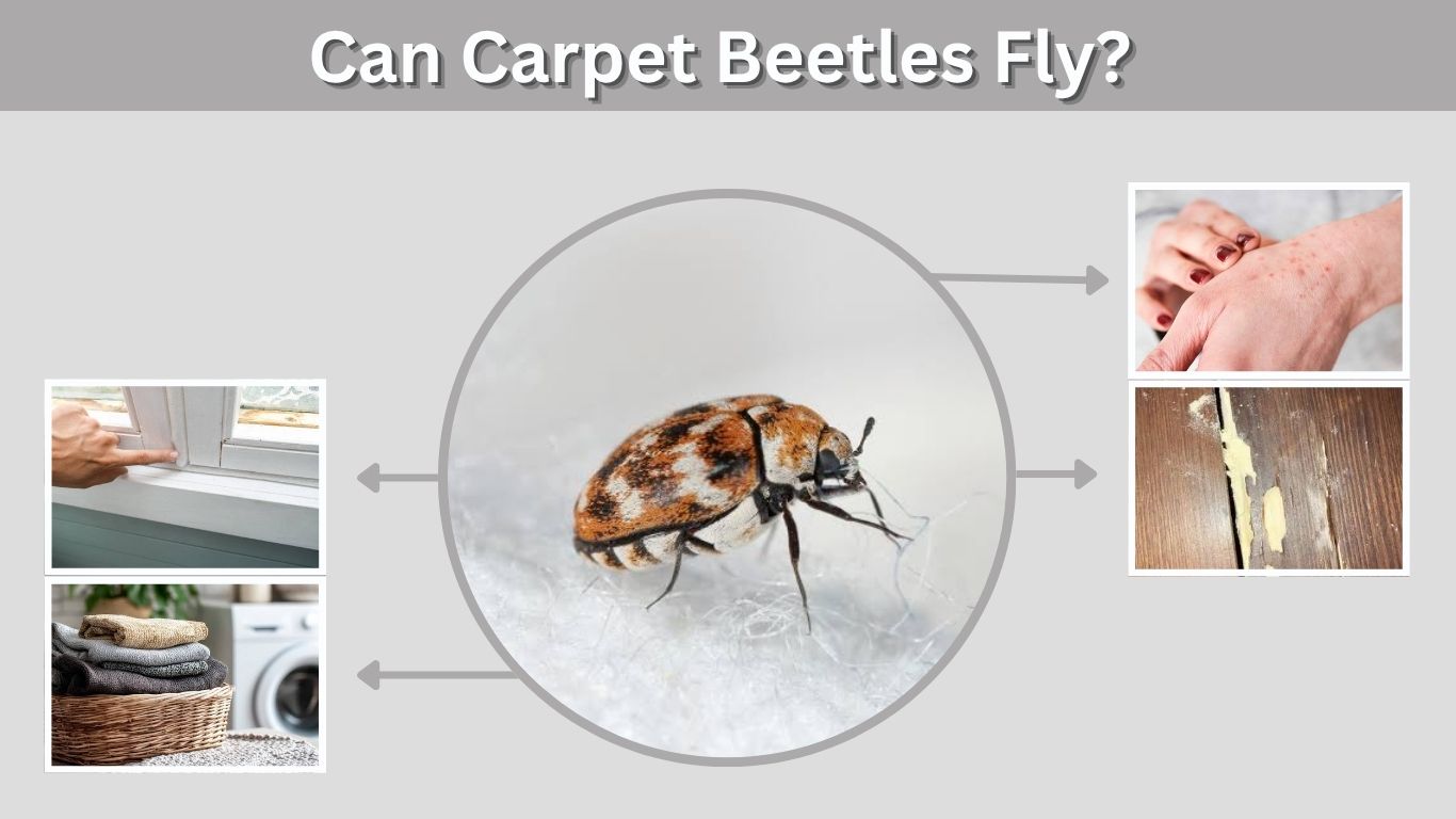 Can Carpet Beetles Fly? Facts About Their Movement