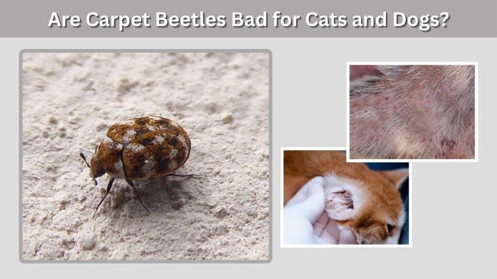 Are Carpet Beetles Bad for Cats and Dogs?