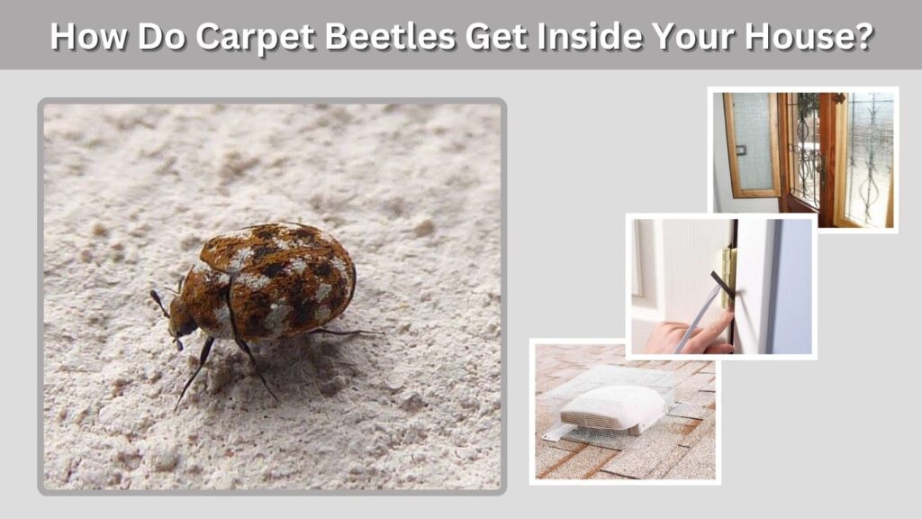 How Do Carpet Beetles Get Inside Your House?