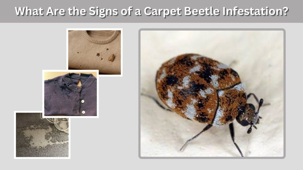 What Are the Signs of a Carpet Beetle Infestation?