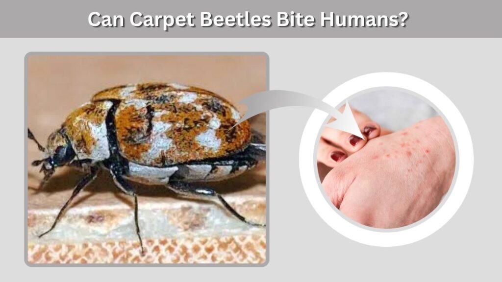 Can Carpet Beetles Bite Humans?