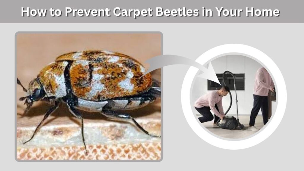 How to Prevent Carpet Beetles in Your Home