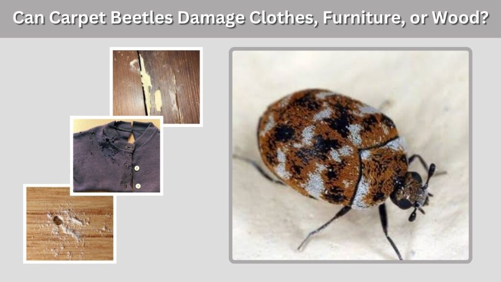 Can Carpet Beetles Damage Clothes, Furniture, or Wood?