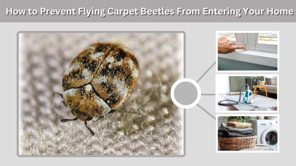 How to Prevent Flying Carpet Beetles From Entering Your Home