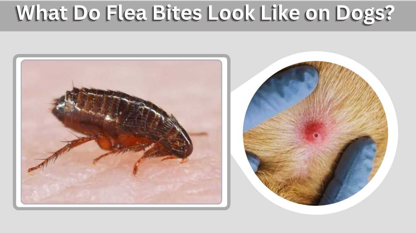 What Do Flea Bites Look Like on Dogs? Signs & Treatment