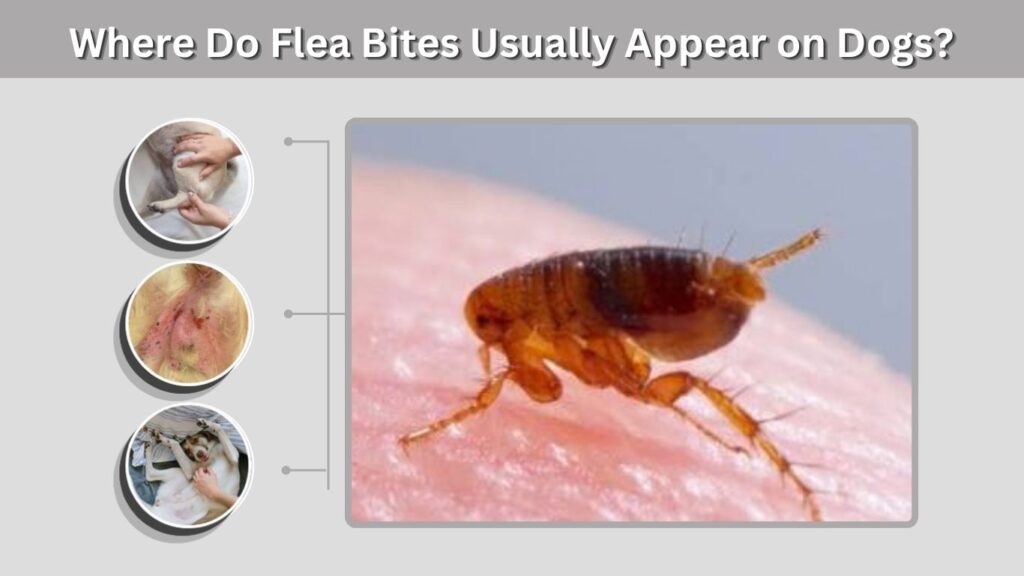 Where Do Flea Bites Usually Appear on Dogs?