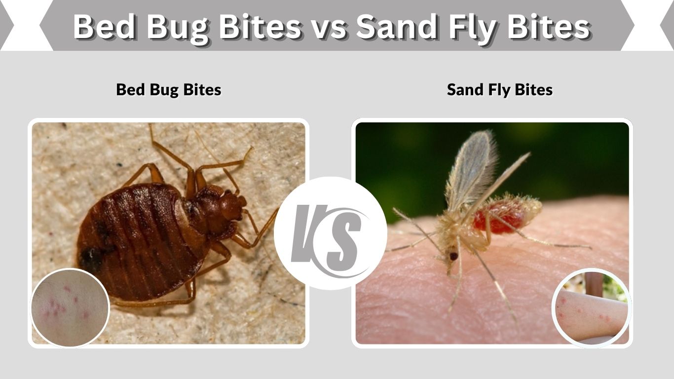 Bed Bug Bites vs Sand Fly Bites: Key Differences